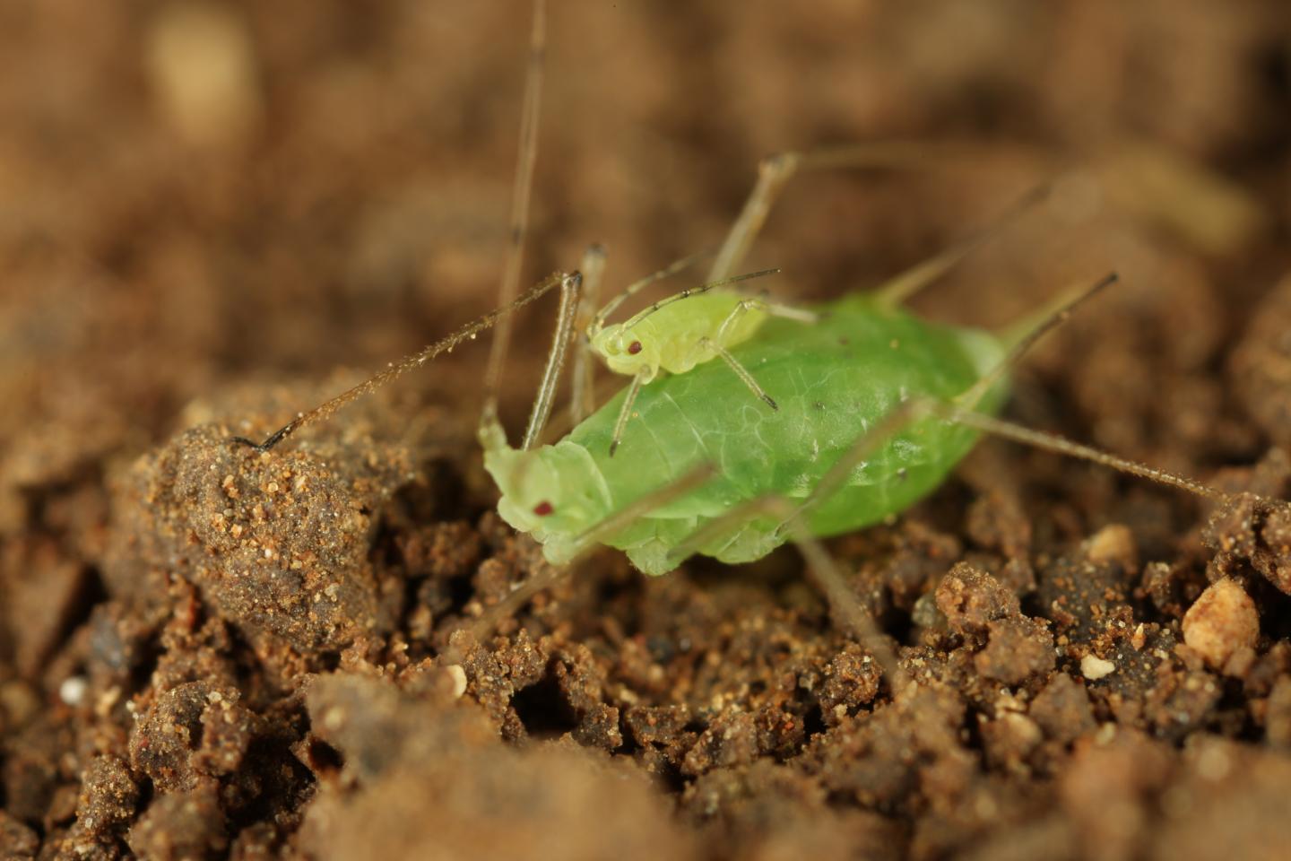 Pea aphid adult and nymph
